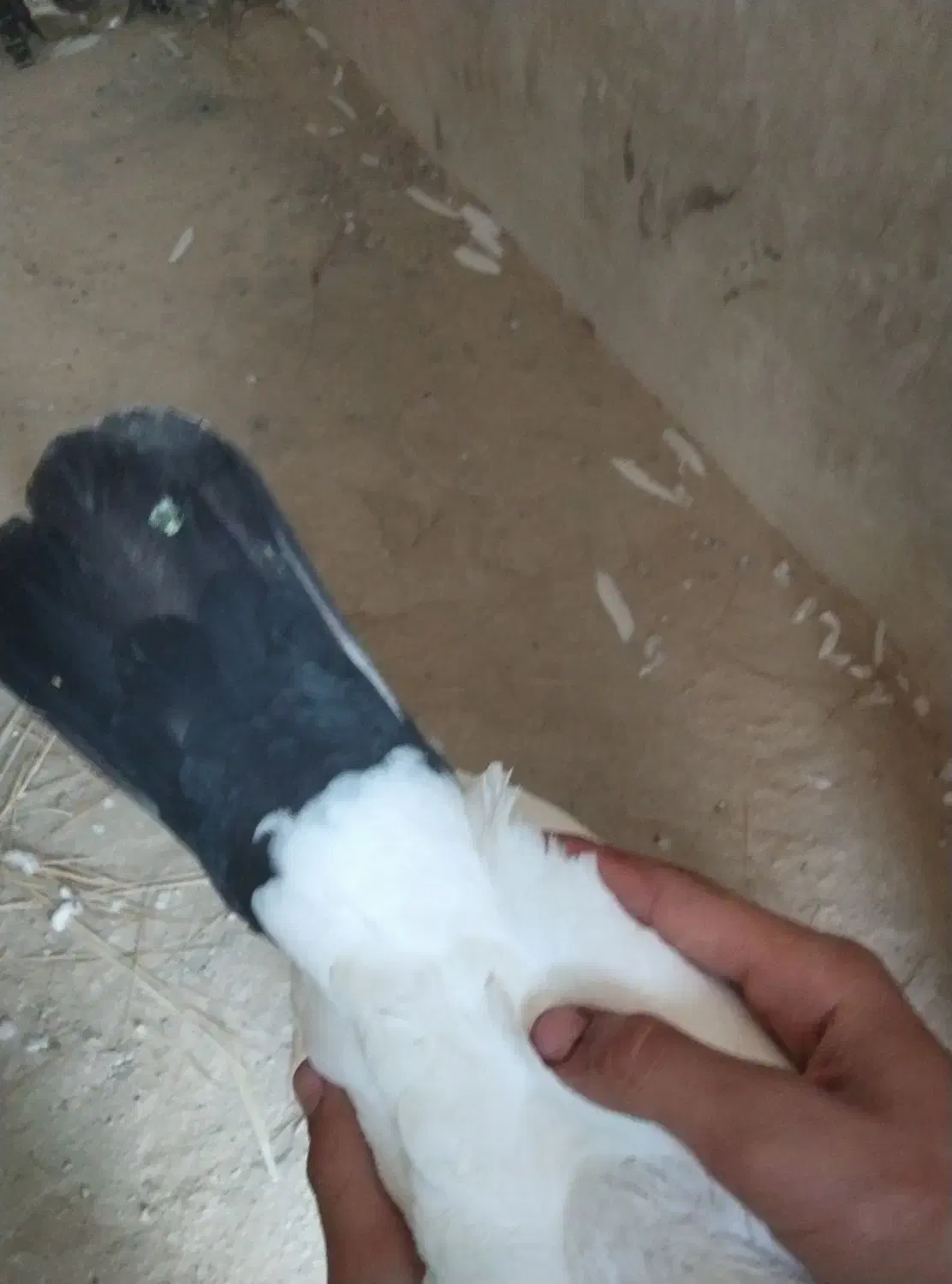 کبوتر دمی و طوقی|پرنده|بردخون, |دیوار