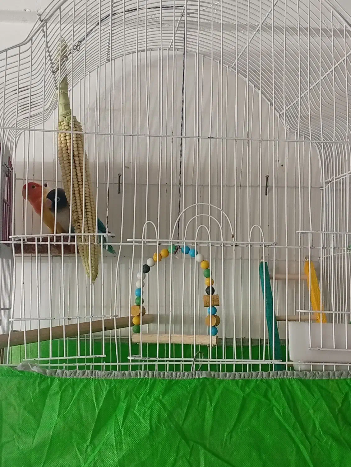 طوطی برزیلی|پرنده|بوکان, |دیوار