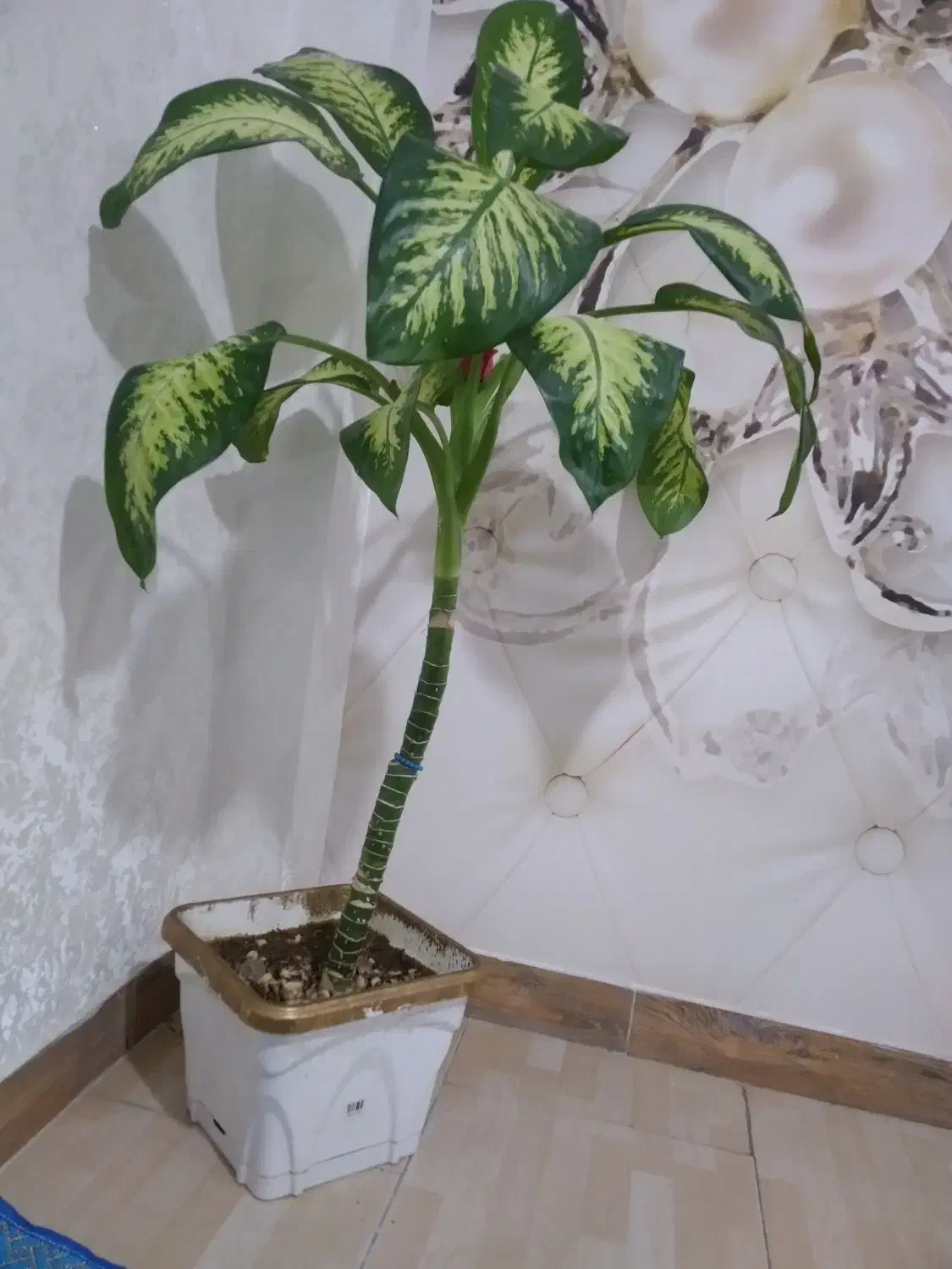 گل دیفن|گل و گیاه طبیعی|بهارستان, |دیوار