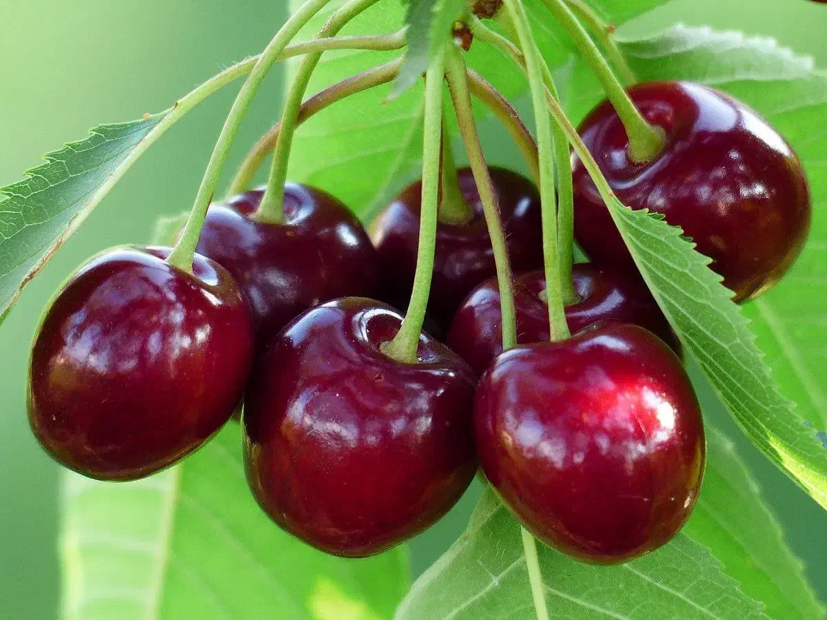 نهالستان پسته و بادام مقاوم به سرمای پالیز|خدمات باغبانی و درختکاری|گرمی, |دیوار