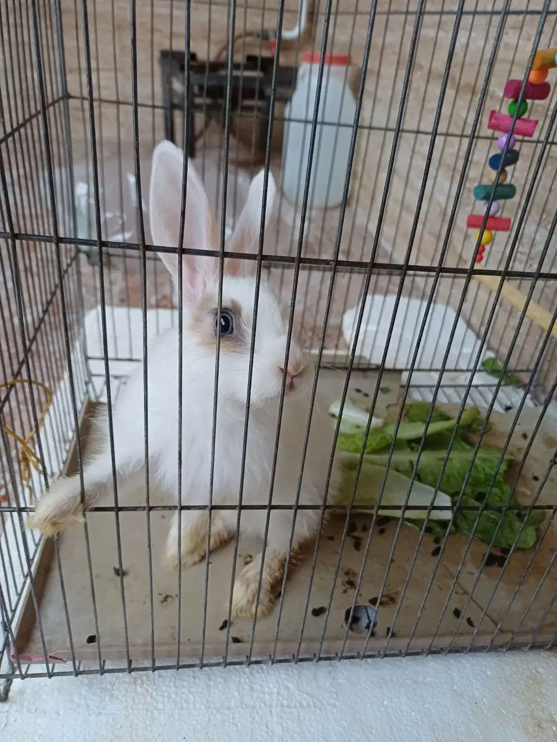 خرگوش  زیبا  و  خانگی|موش و خرگوش|سنندج, |دیوار