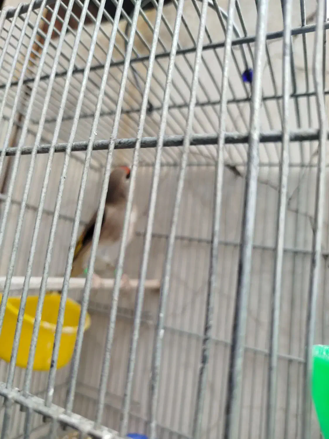 سهره|پرنده|کرمان, |دیوار