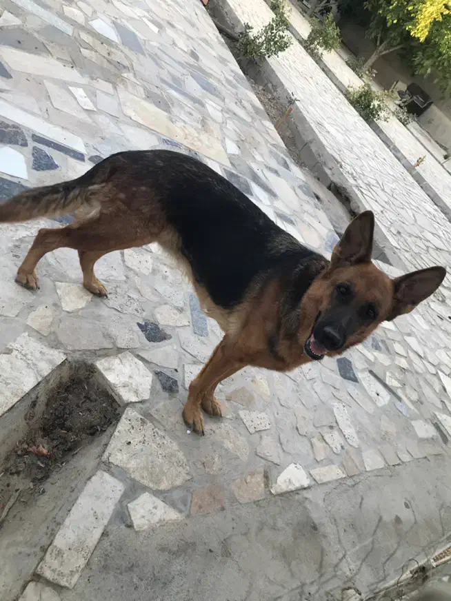 ژرمن ورک|سگ|شیراز, گویم|دیوار