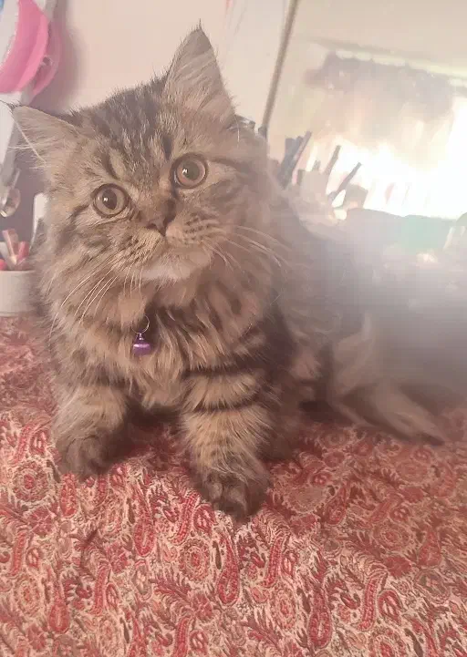 گربه بریتیش لانگ هیر|گربه|لاهیجان, گلستان|دیوار