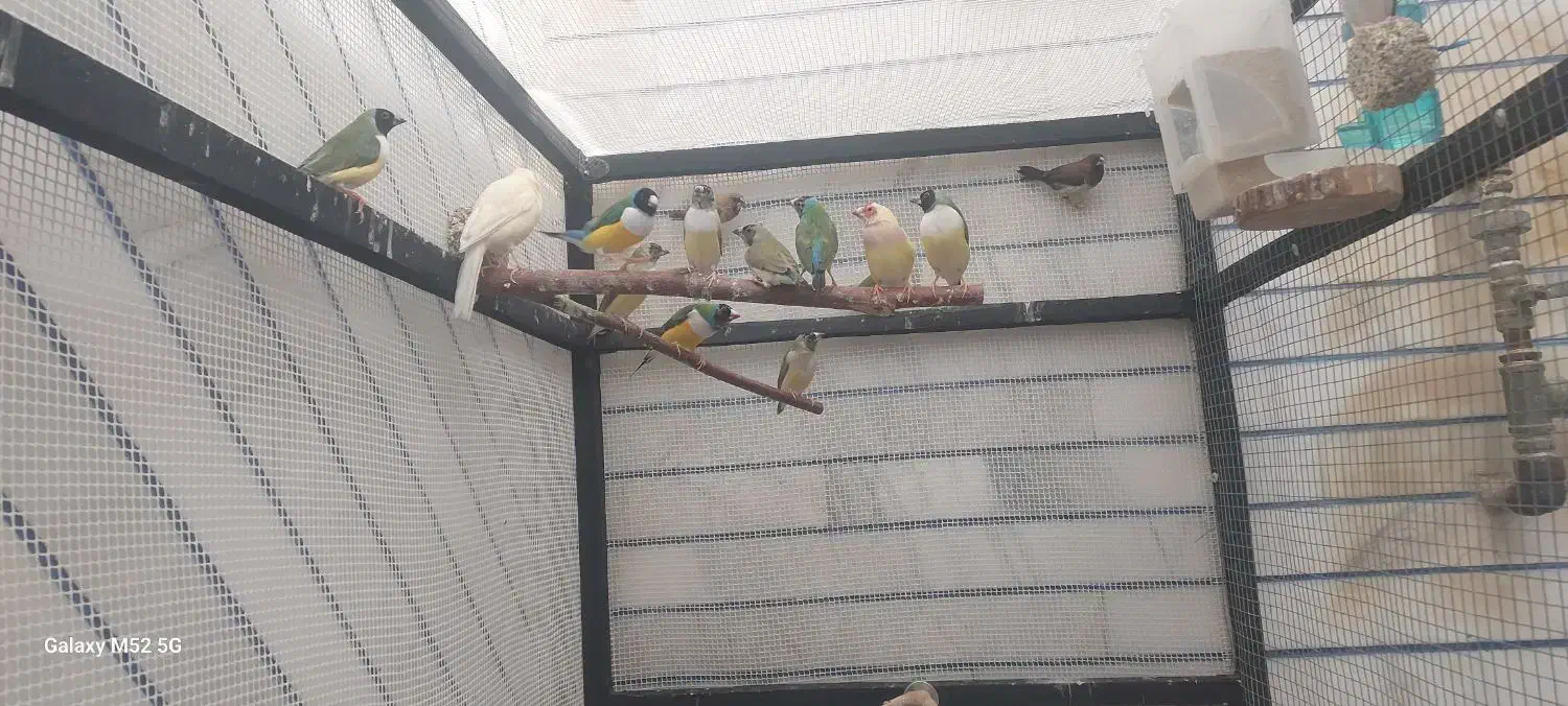 فنچ گلدین|پرنده|بهبهان, |دیوار