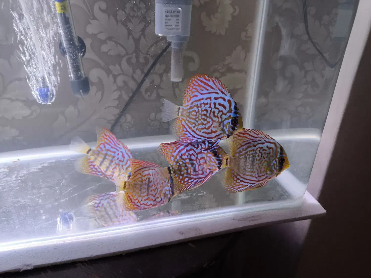 خرید و فروش ماهیان زینتی|ماهی|تبریز, |دیوار