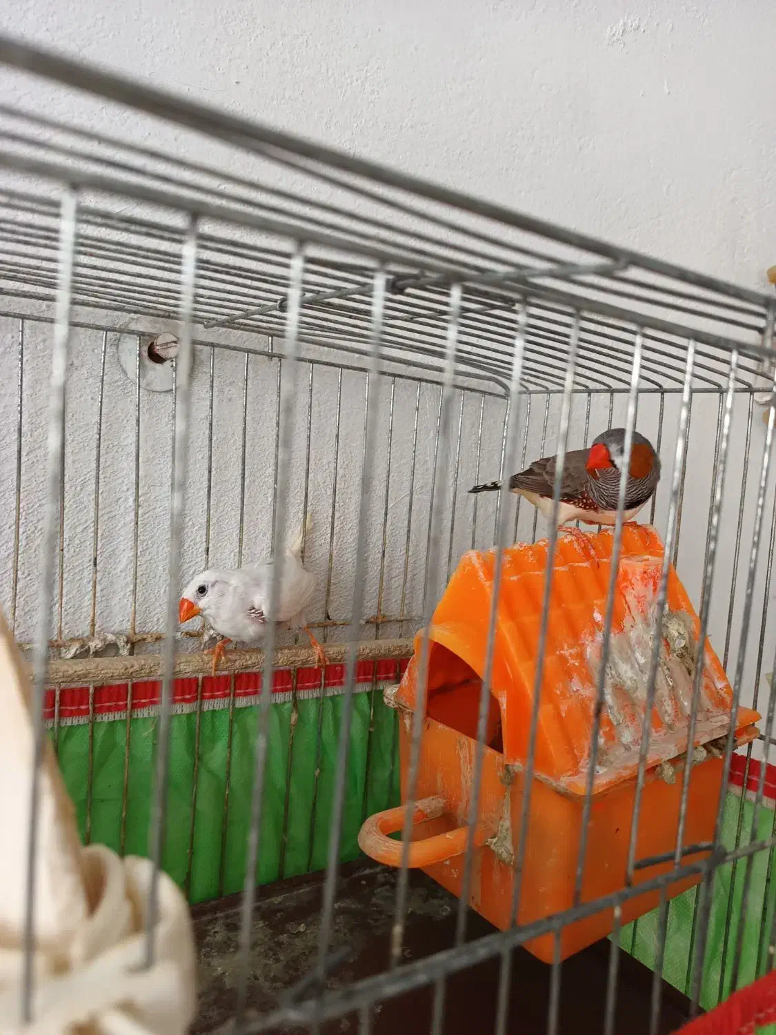 فنچ نر و ماده|پرنده|رشت, جماران|دیوار