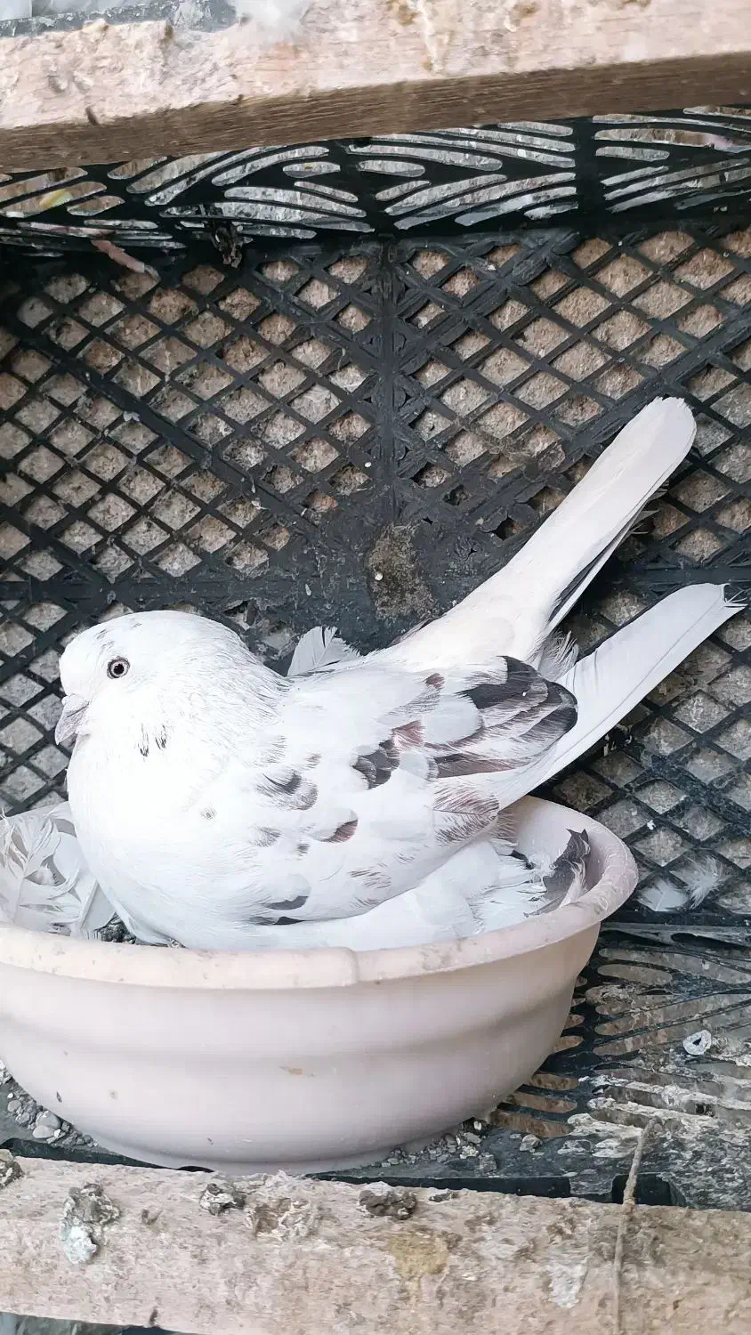 کبوتر پرشی تضمینی|پرنده|حاجی آباد, |دیوار