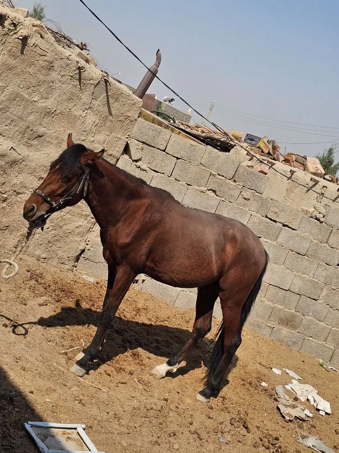 حیوانات|حیوانات مزرعه|هیرمند, |دیوار