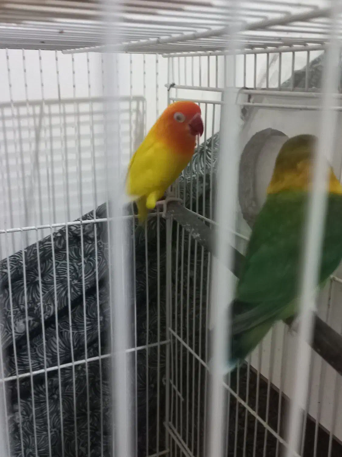 جفت کوتوله|پرنده|مشهد, هدایت|دیوار