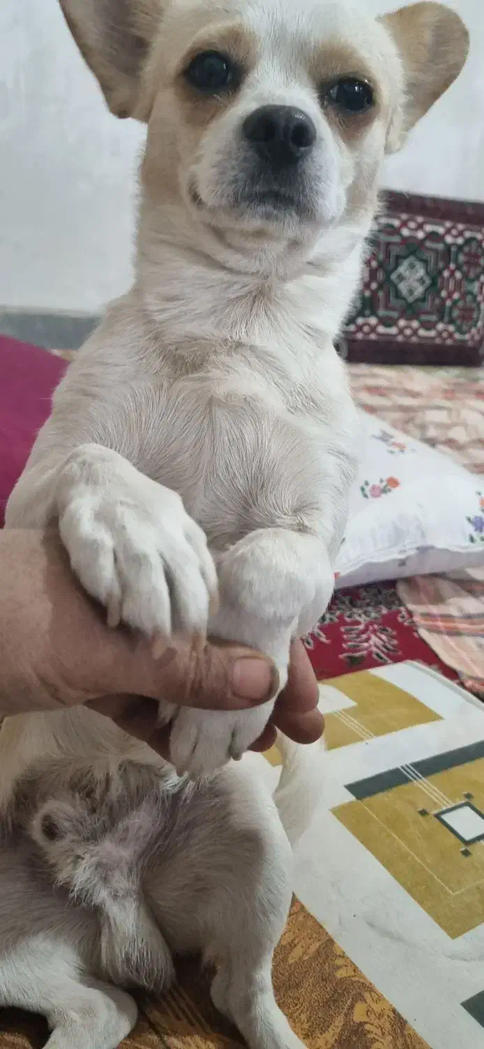 توله شی واوا  نر|سگ|فولادشهر, C5|دیوار