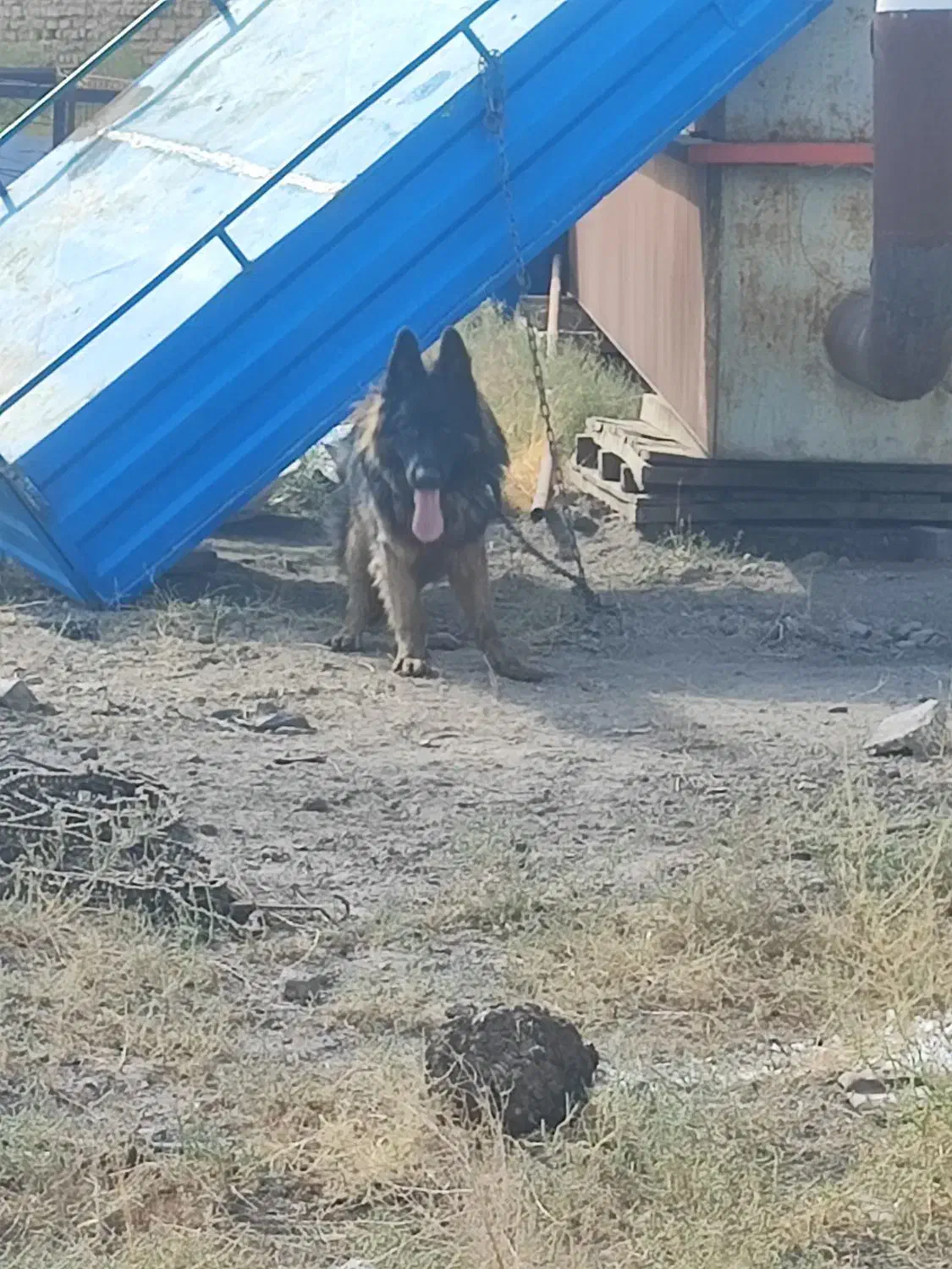 ژرمن شپرد|سگ|تبریز, |دیوار