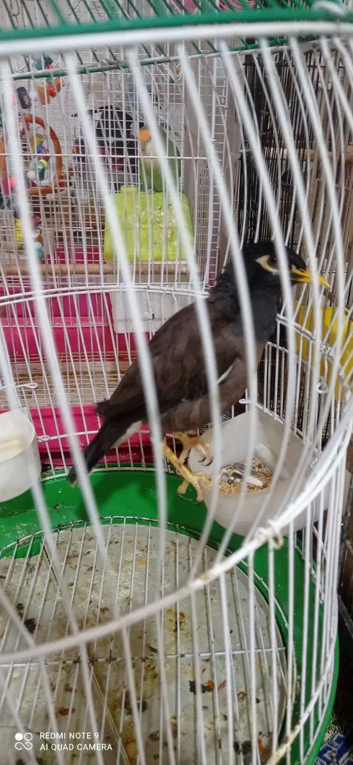 مینا ۱ساله|پرنده|رباط‌کریم, نوده|دیوار