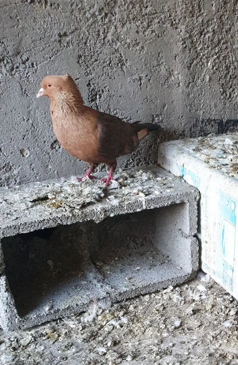 کبوتر طوقی، شازده سبز،سبز کاشانی، قهوه ای، دورگ|پرنده|مبارکه, |دیوار