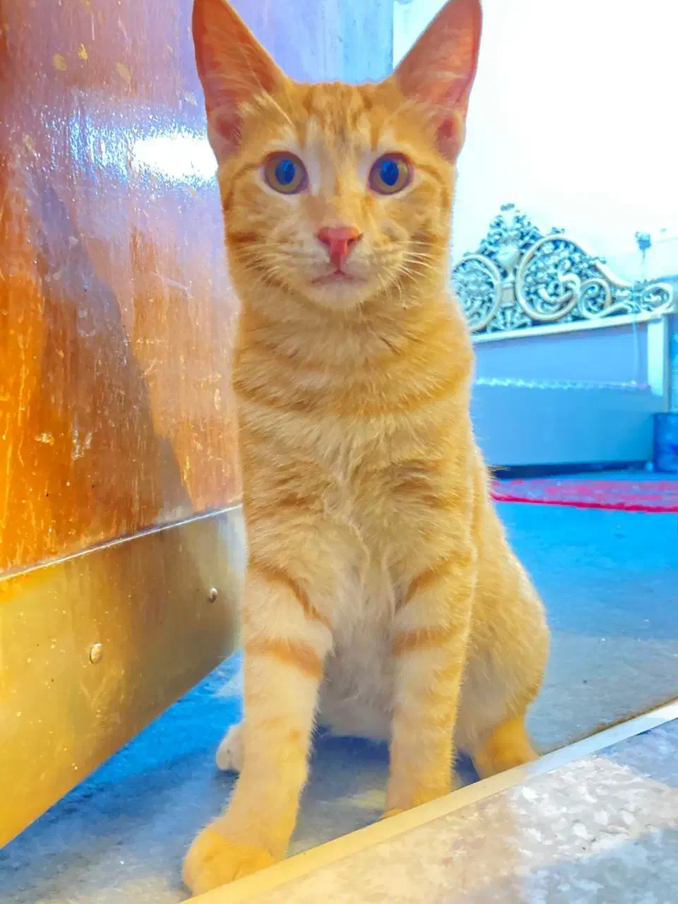 واگذاری گربه dsh|گربه|سیرجان, |دیوار