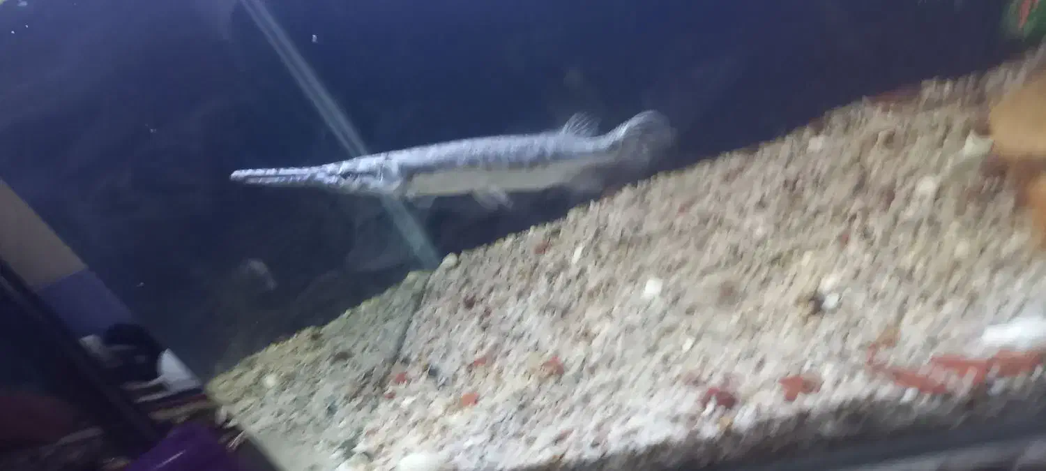 ماهی الیگیتور خوش پترن|ماهی|بناب, |دیوار