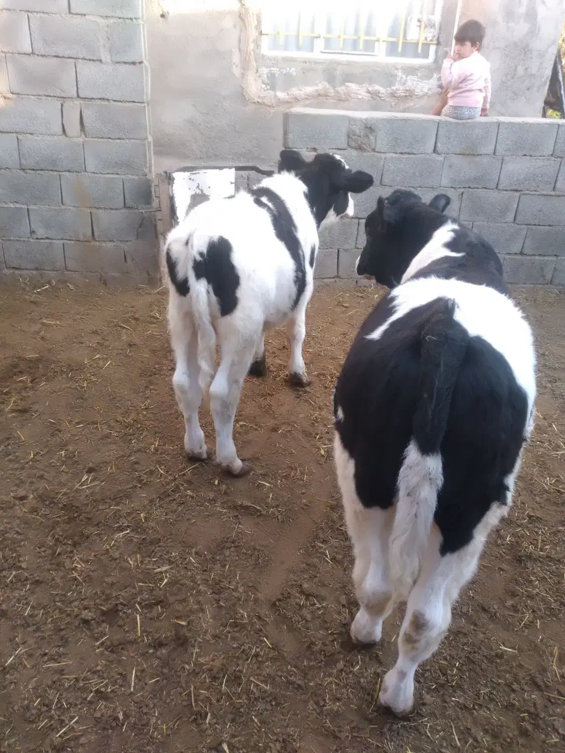 گاو گوساله جوانه|حیوانات مزرعه|نیشابور, دربقاضی|دیوار