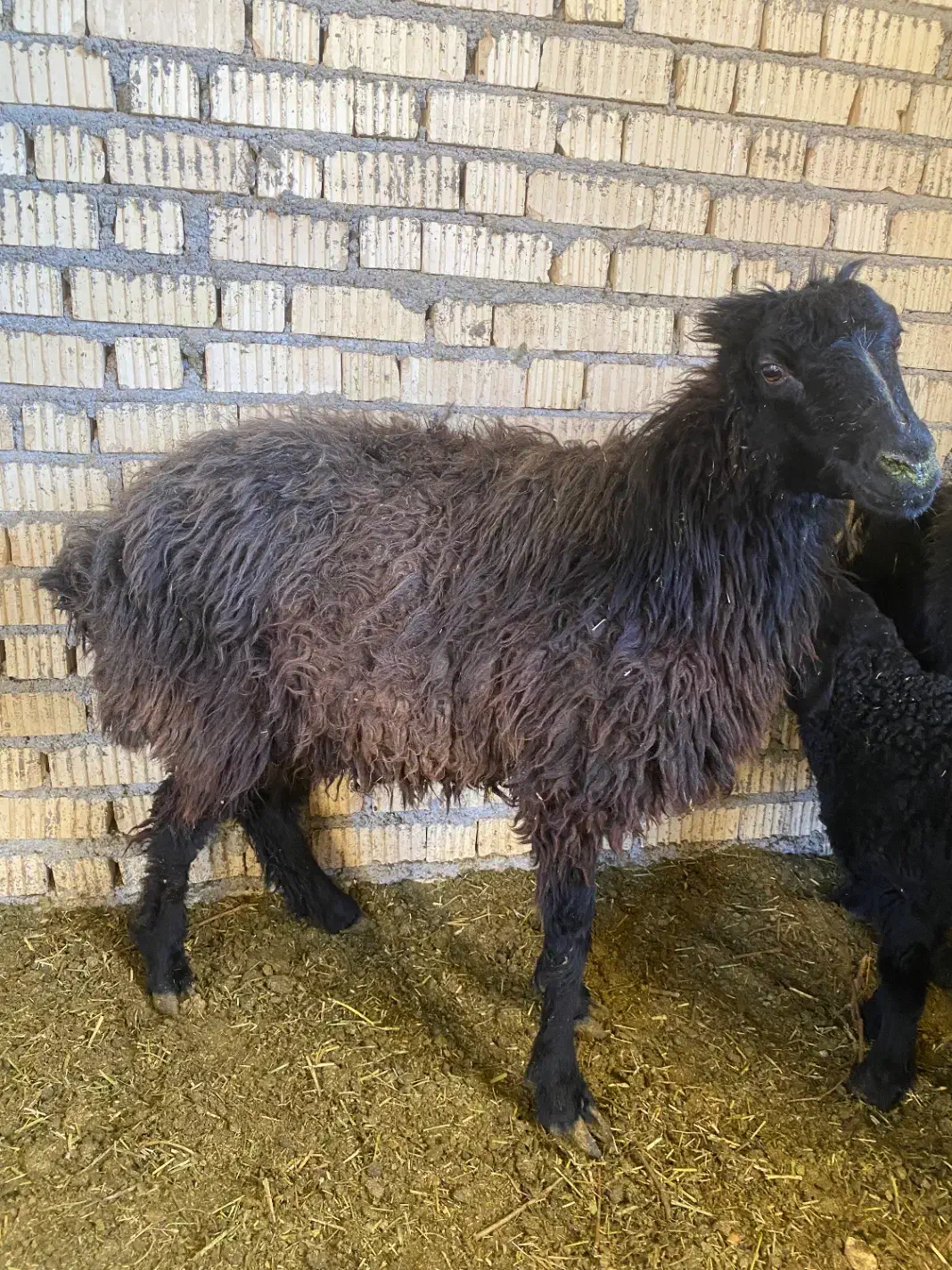 میش و بز و شیشک چاق برای کشتی|حیوانات مزرعه|آباده, |دیوار