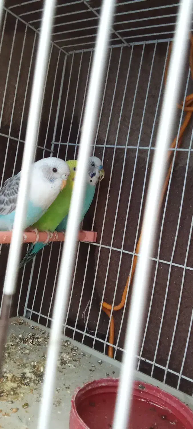 مرغ عشق|پرنده|شیروان (خراسان), |دیوار