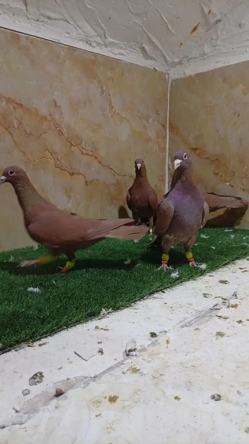 کفتر|پرنده|یزد, |دیوار