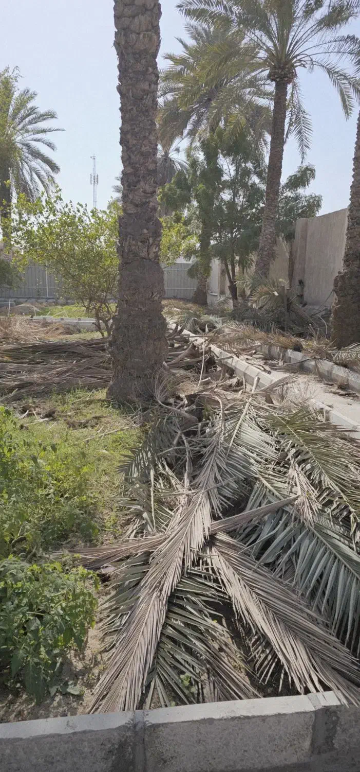 پیش نخل|خدمات باغبانی و درختکاری|بندرعباس, |دیوار