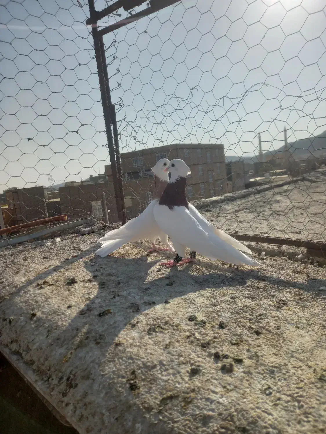 جفت طوقی کشیده|پرنده|خواف, |دیوار