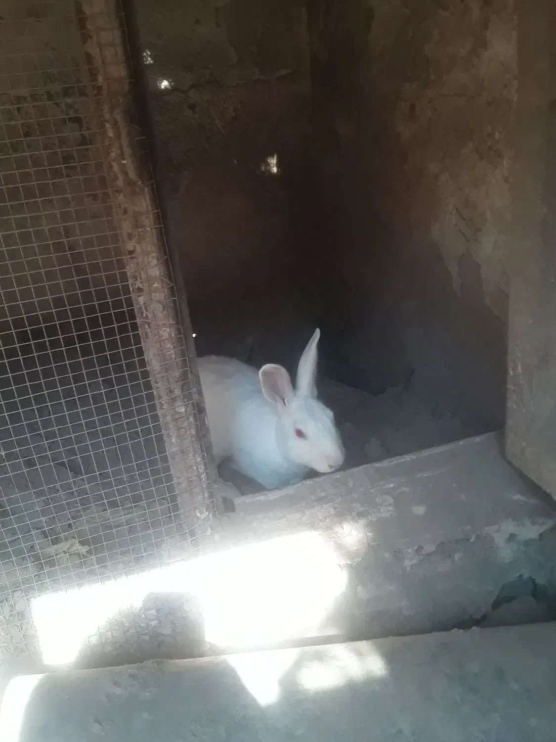 خرگوش ها همه اوس یا بچه دارن ۸ عدد ماده ۲ نر هستن|موش و خرگوش|میناب, |دیوار