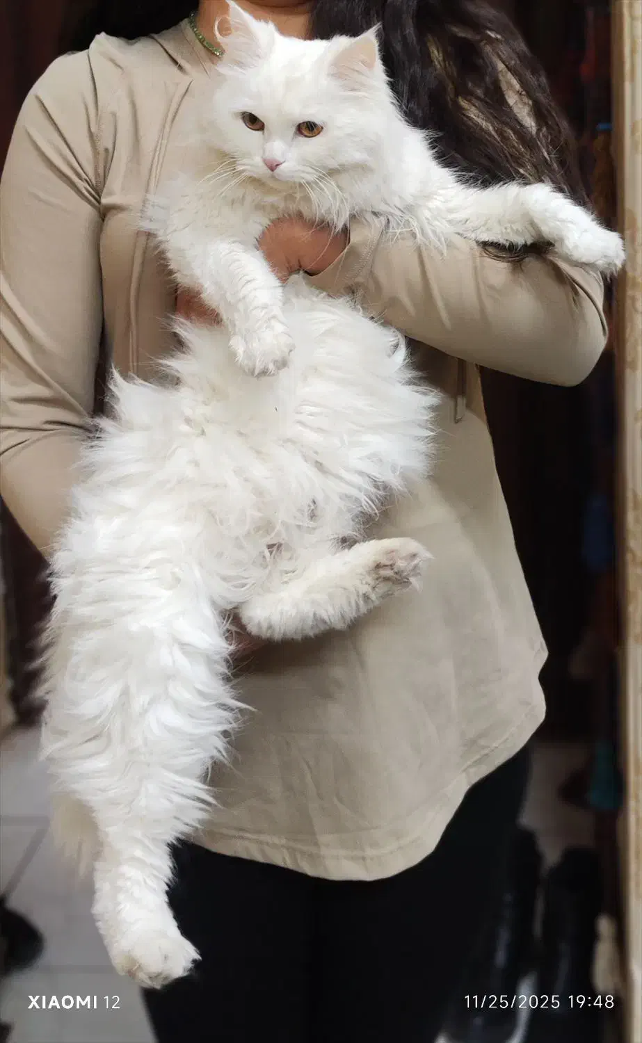 گربه پرشین فروشی|گربه|کرمان, |دیوار