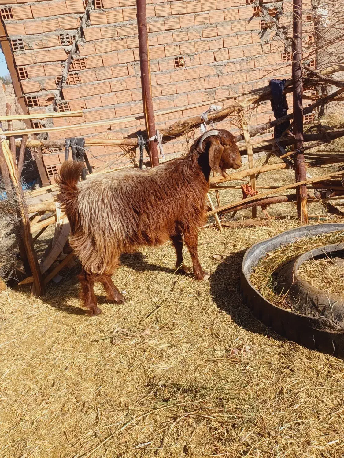 یک نری و یک گیسه چاق نزات مناسب کشتن نذر|حیوانات مزرعه|بم, |دیوار