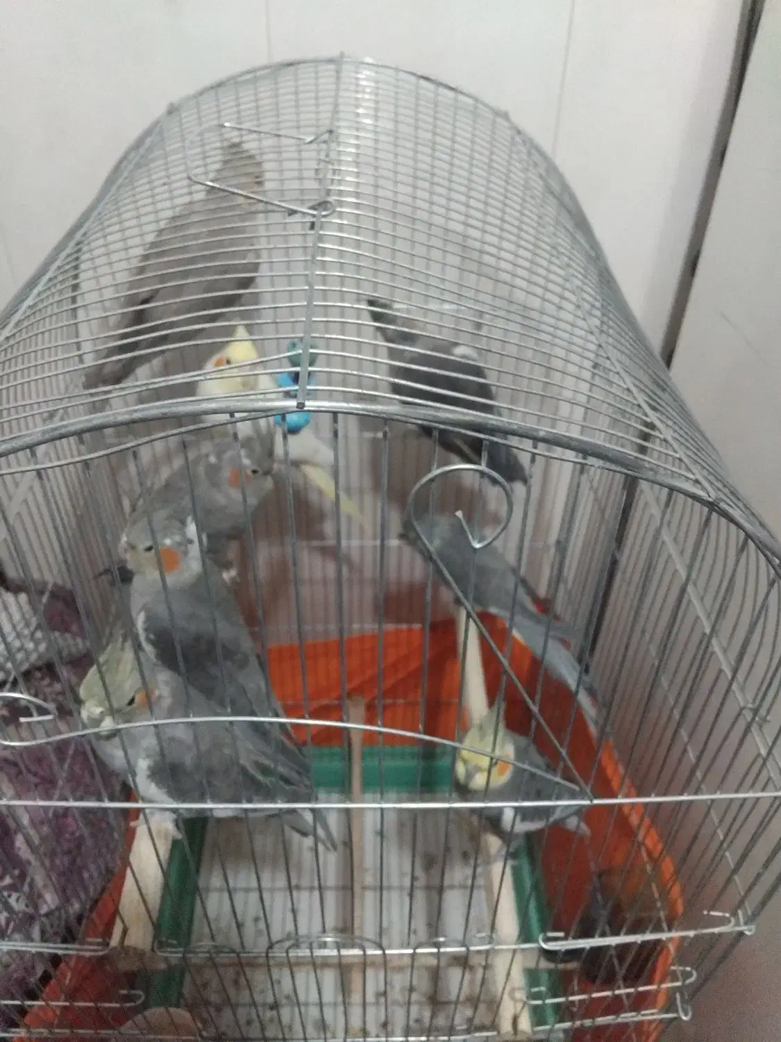 جوجه عروس هلندی|پرنده|اسلامشهر, شهرک مهدیه|دیوار