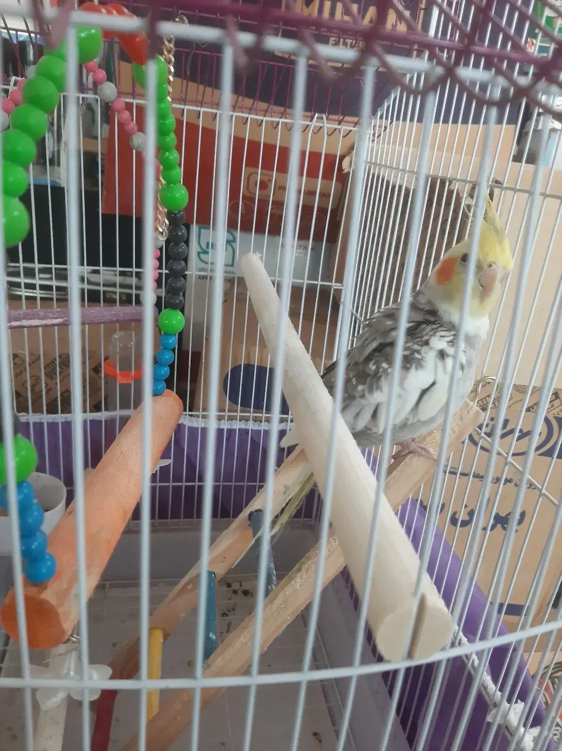 ۲ عدد عروس هلندی نره|پرنده|رودبنه, |دیوار