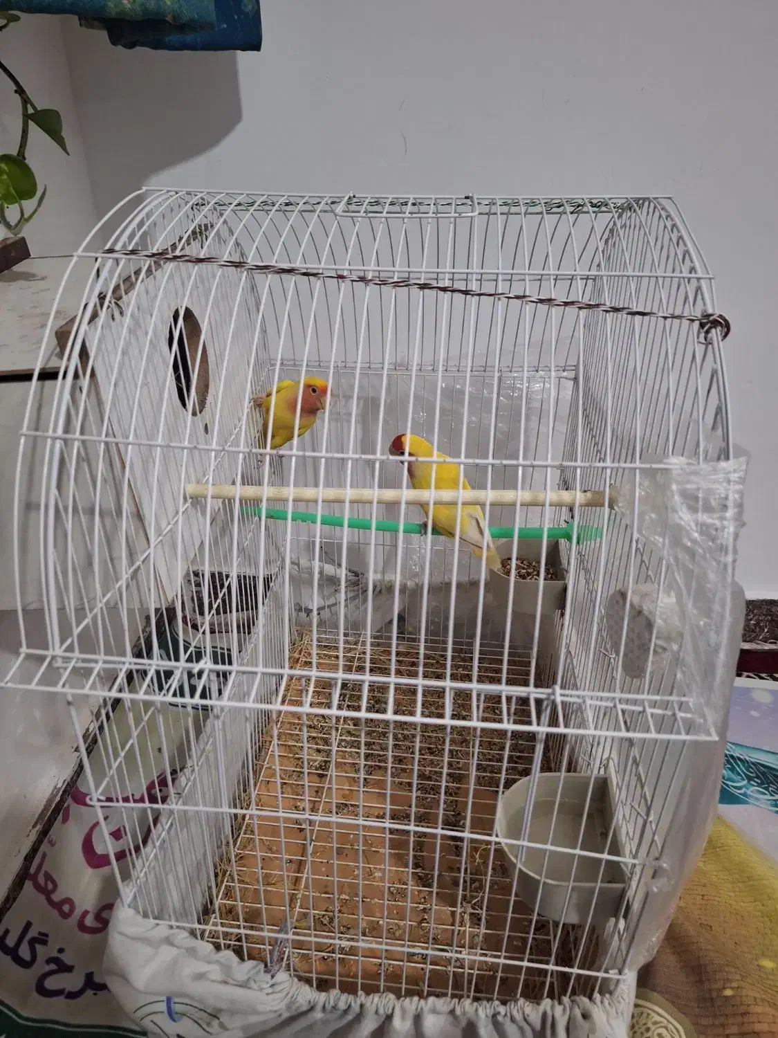 طوطی برزیلی|پرنده|الوند, |دیوار