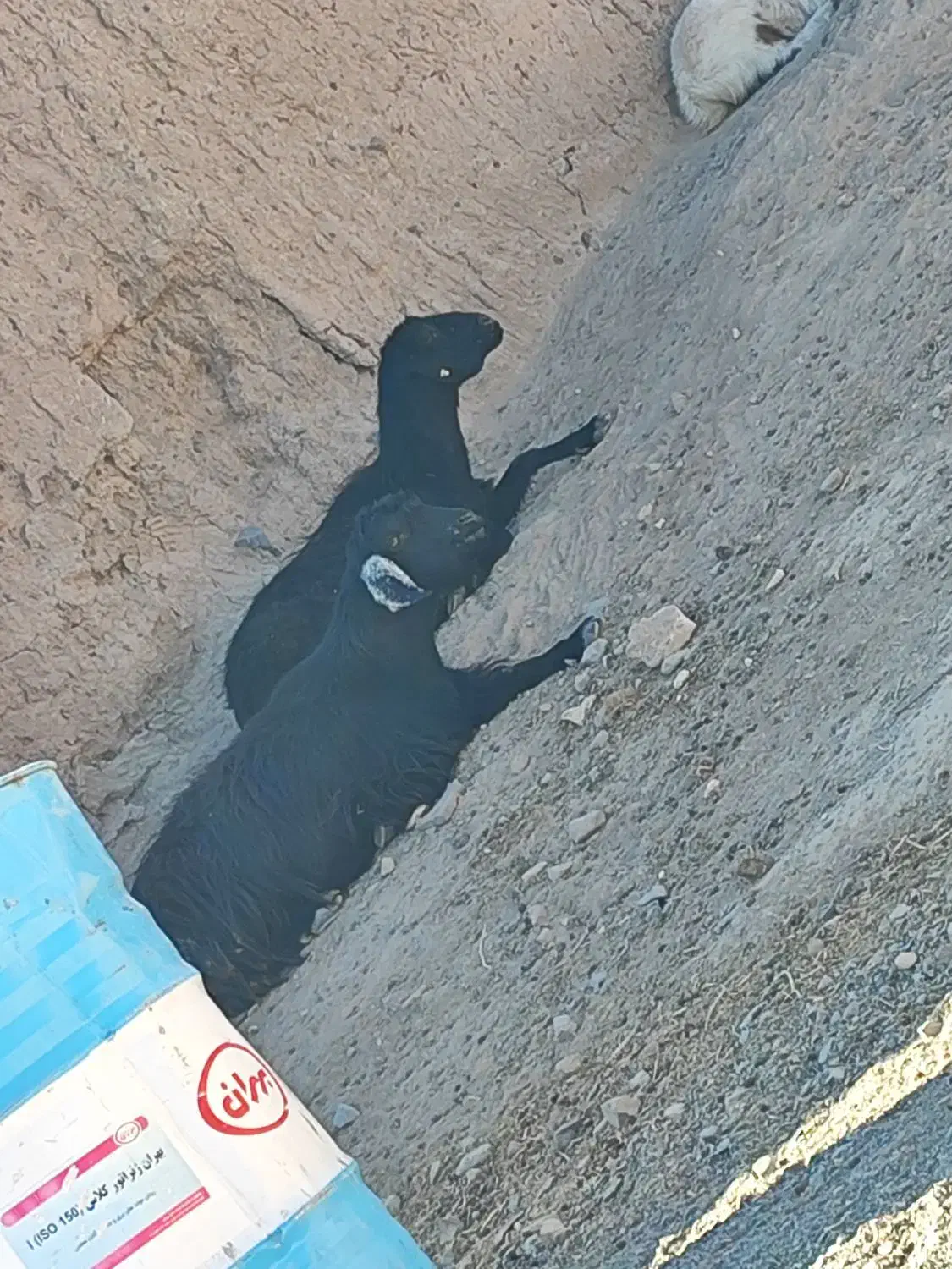 گوسفند،بز،کهره،بره|حیوانات مزرعه|جلگه ماژان, |دیوار