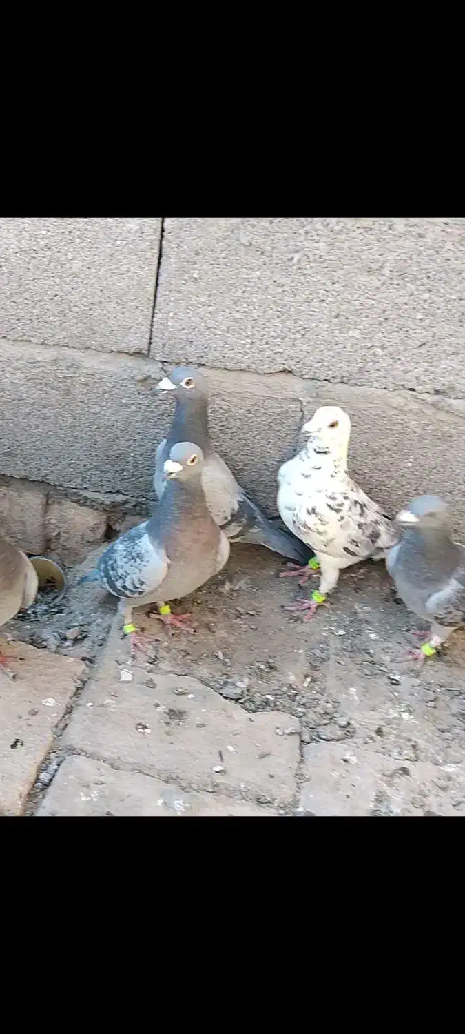 کبوتر پلاکی|پرنده|کرمان, |دیوار