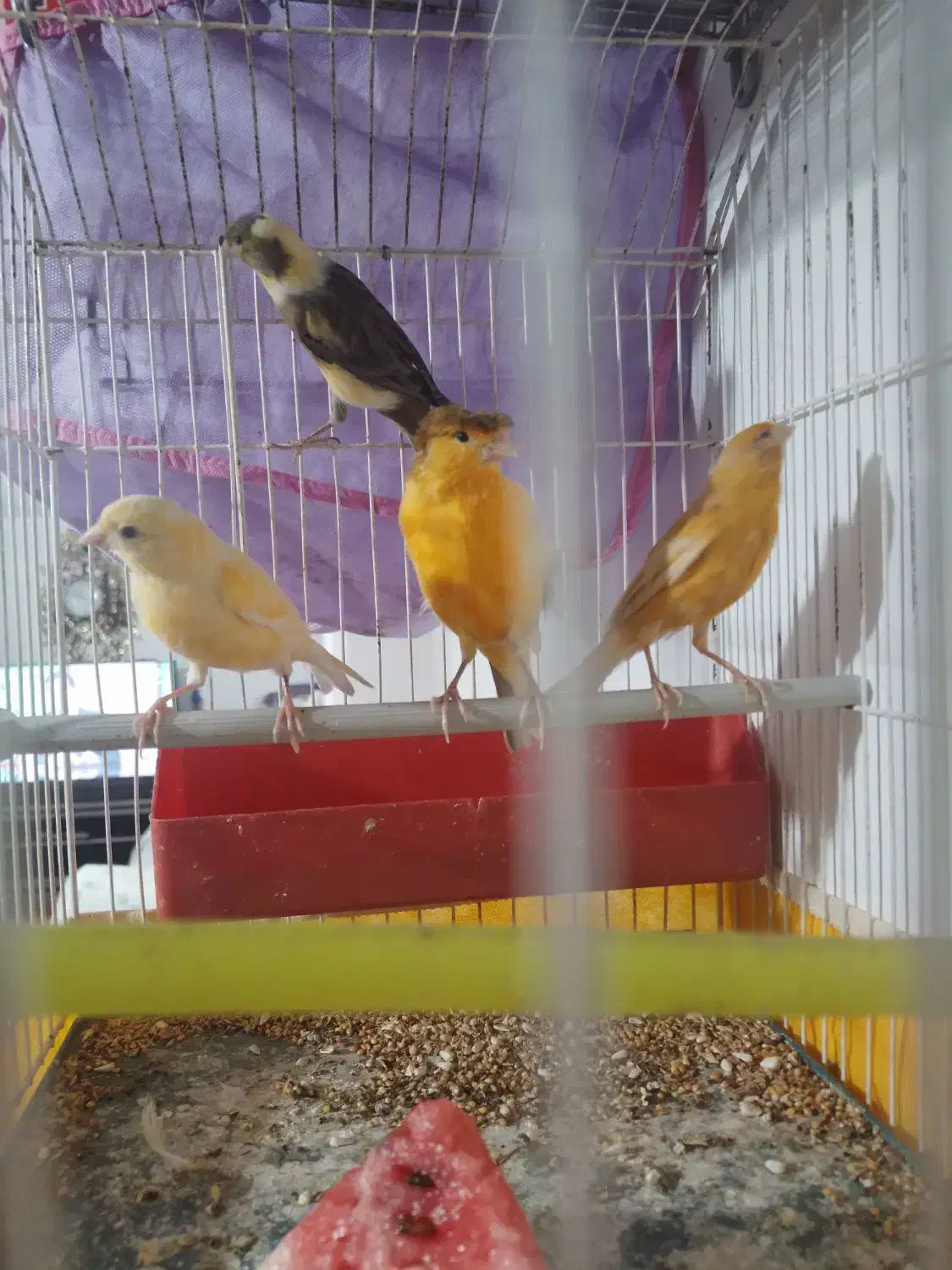 قناری (معاوضه)|پرنده|سبزوار, قصبه اب یمین|دیوار