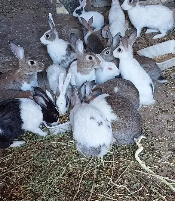 خرگوش حیوان|موش و خرگوش|دیواندره, |دیوار