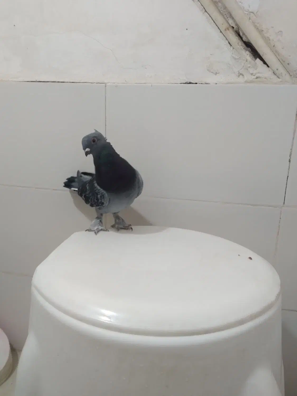 کفتر صید۳عدد نر|پرنده|مشهد, شهید قربانی|دیوار