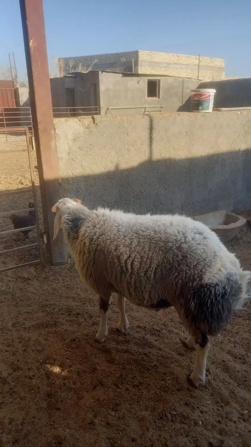 یک بره قوچ ۱۰ماهه|حیوانات مزرعه|کاشان, دشت لتحر|دیوار