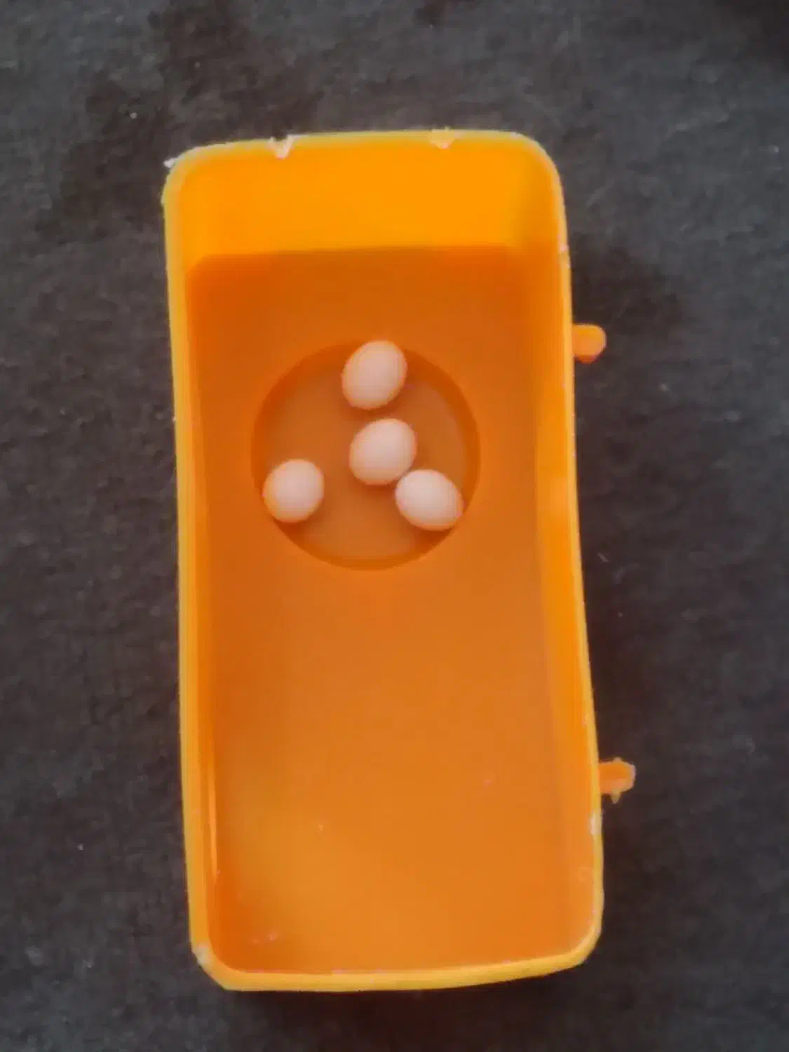 یک مرغ عشق نرماده اش فرارکرده پنج تخم داشت|پرنده|بوکان, |دیوار