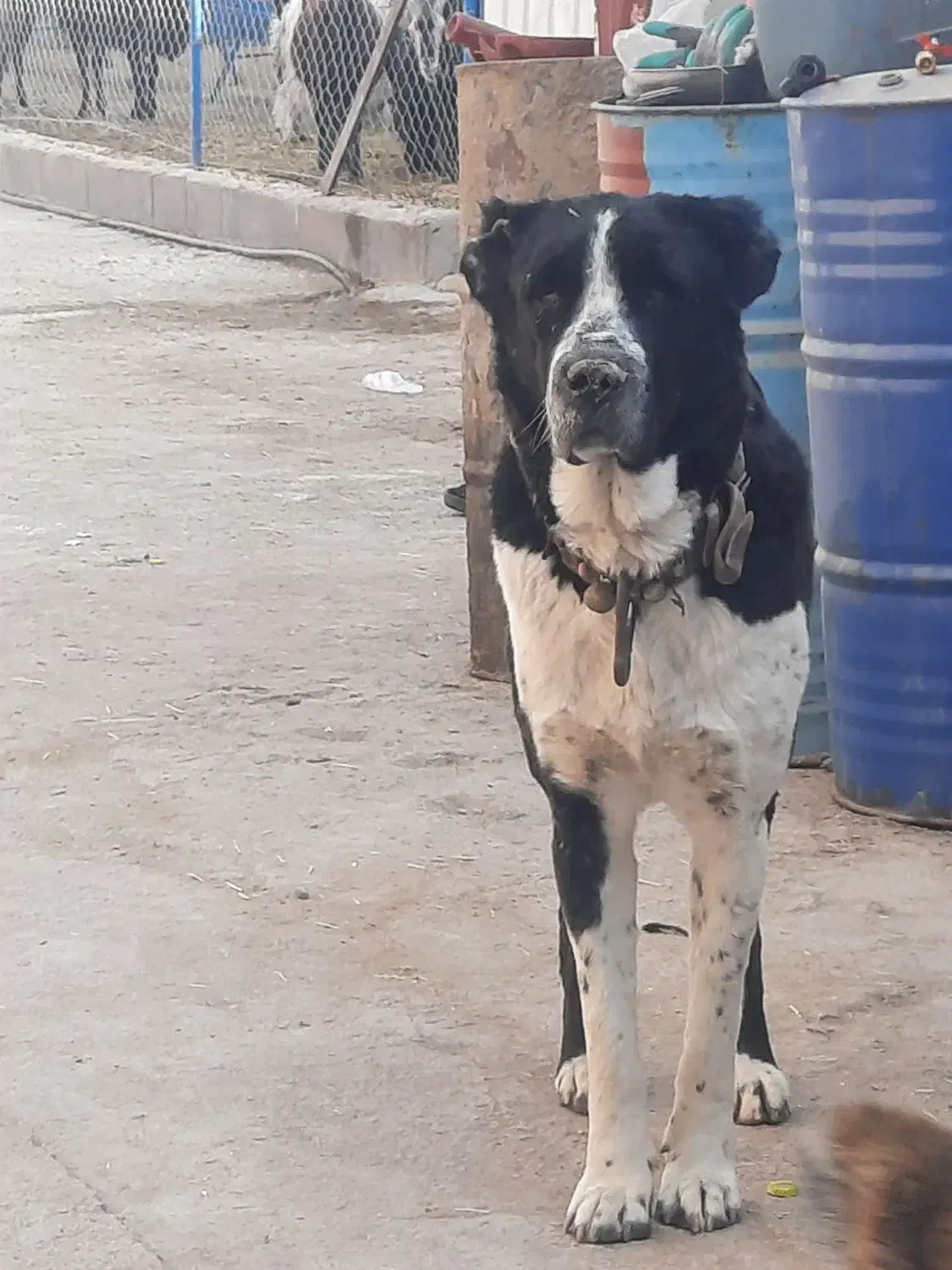 سگ افغان گوسفندی دهن پاک|سگ|قم, قلعه کامکار|دیوار