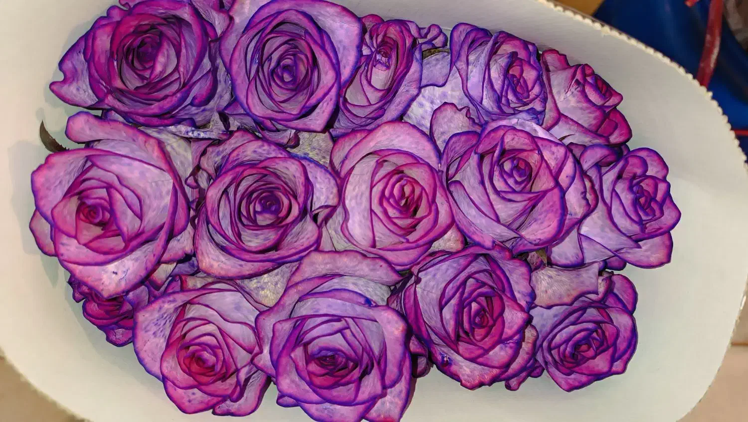 نیروی جوان آقا جهت کار در گلخانه|استخدام صنعتی، فنی، مهندسی|چهاردولی, |دیوار