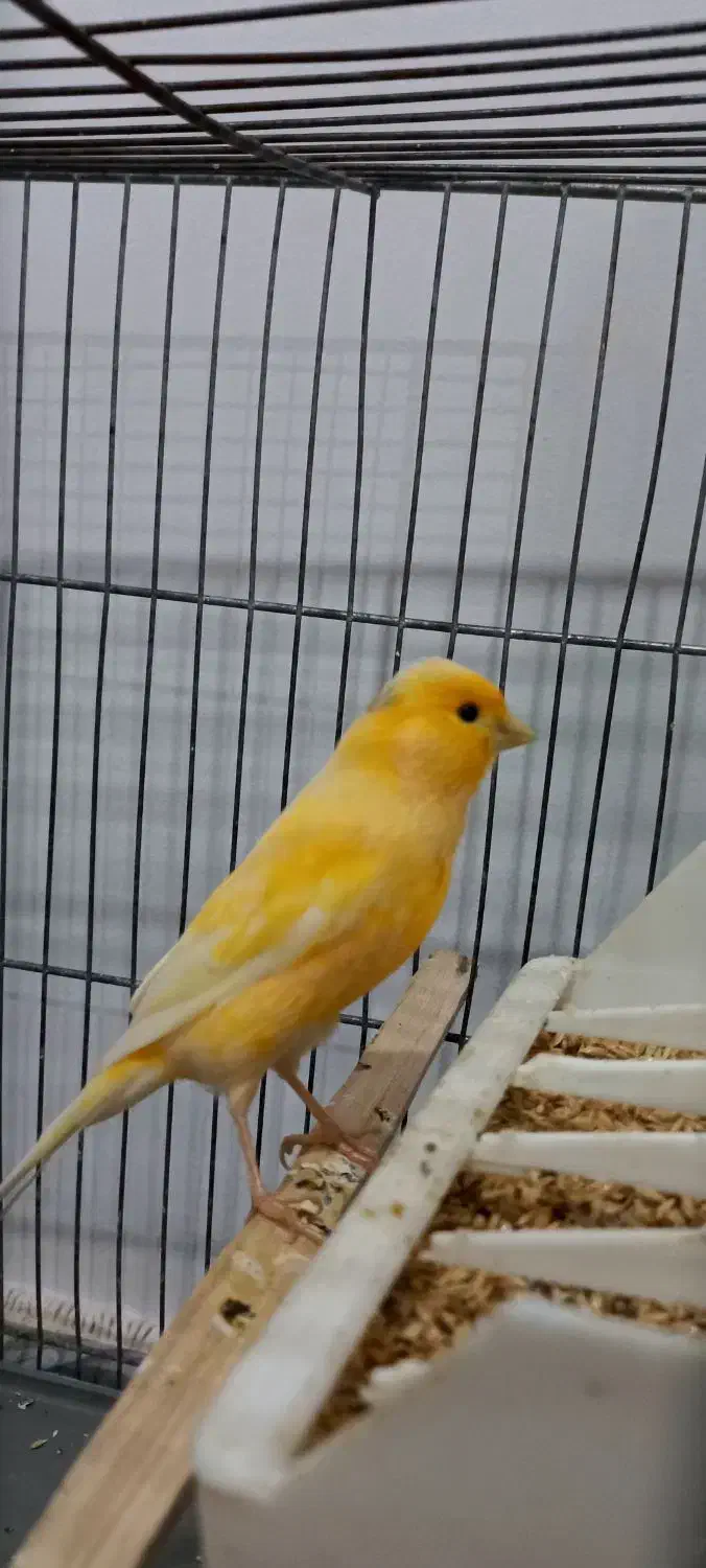 قناری|پرنده|هیر, |دیوار