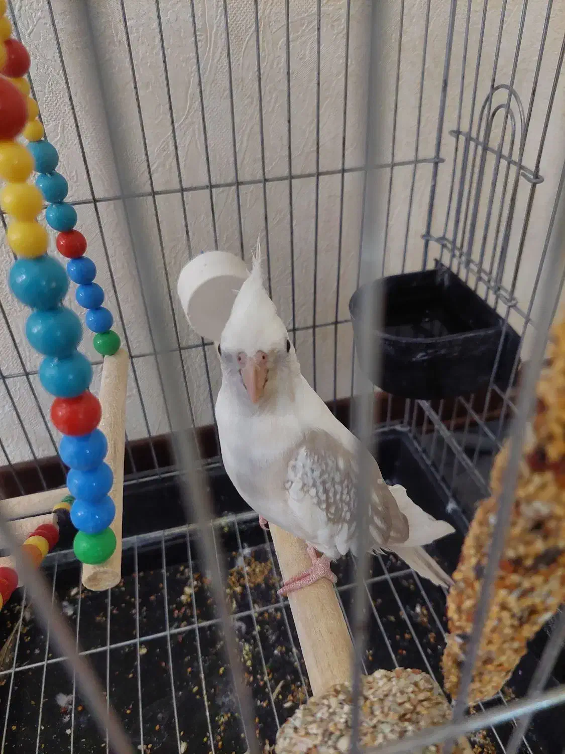 عروس هلندی نر|پرنده|تهران, یاخجی آباد|دیوار