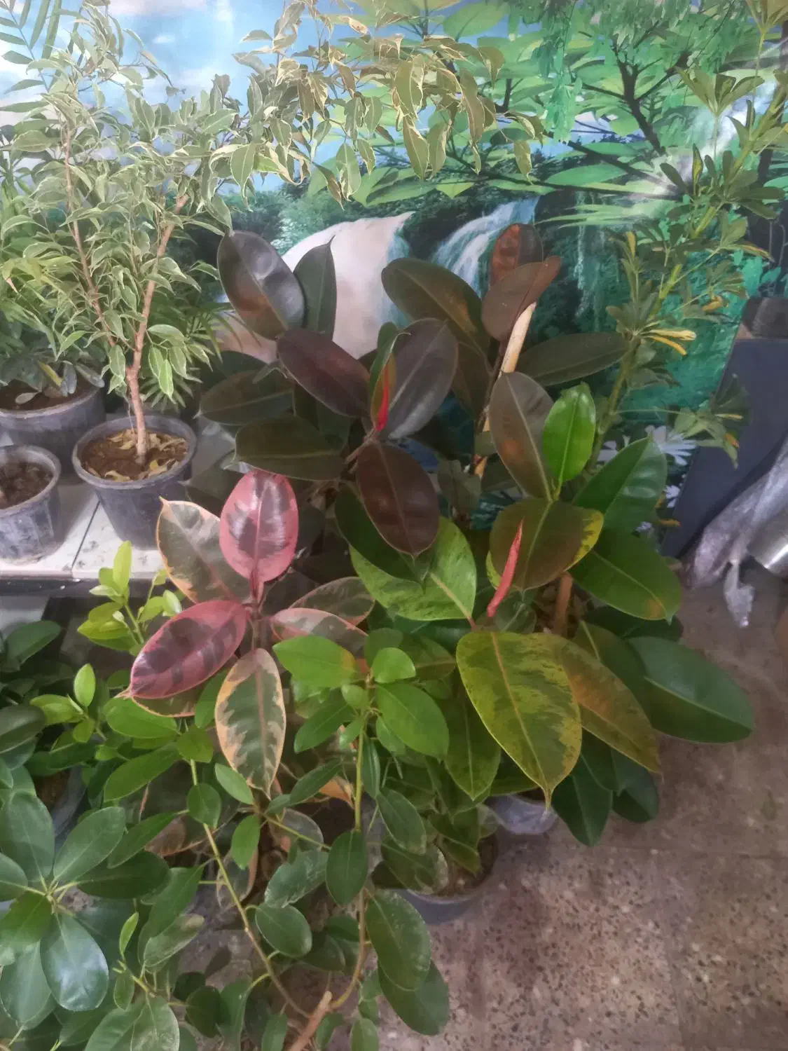 باقیمانده گلهای اپارتمانی فقط ۱۷۰|گل و گیاه طبیعی|شهرکرد, |دیوار