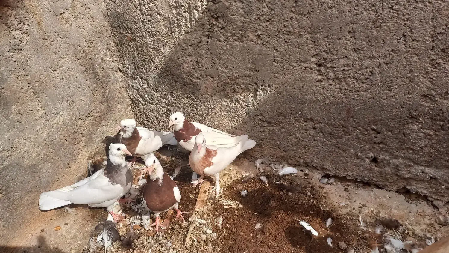کبوتر طوقی روهم دونه ۲۵۰|پرنده|اردکان, |دیوار