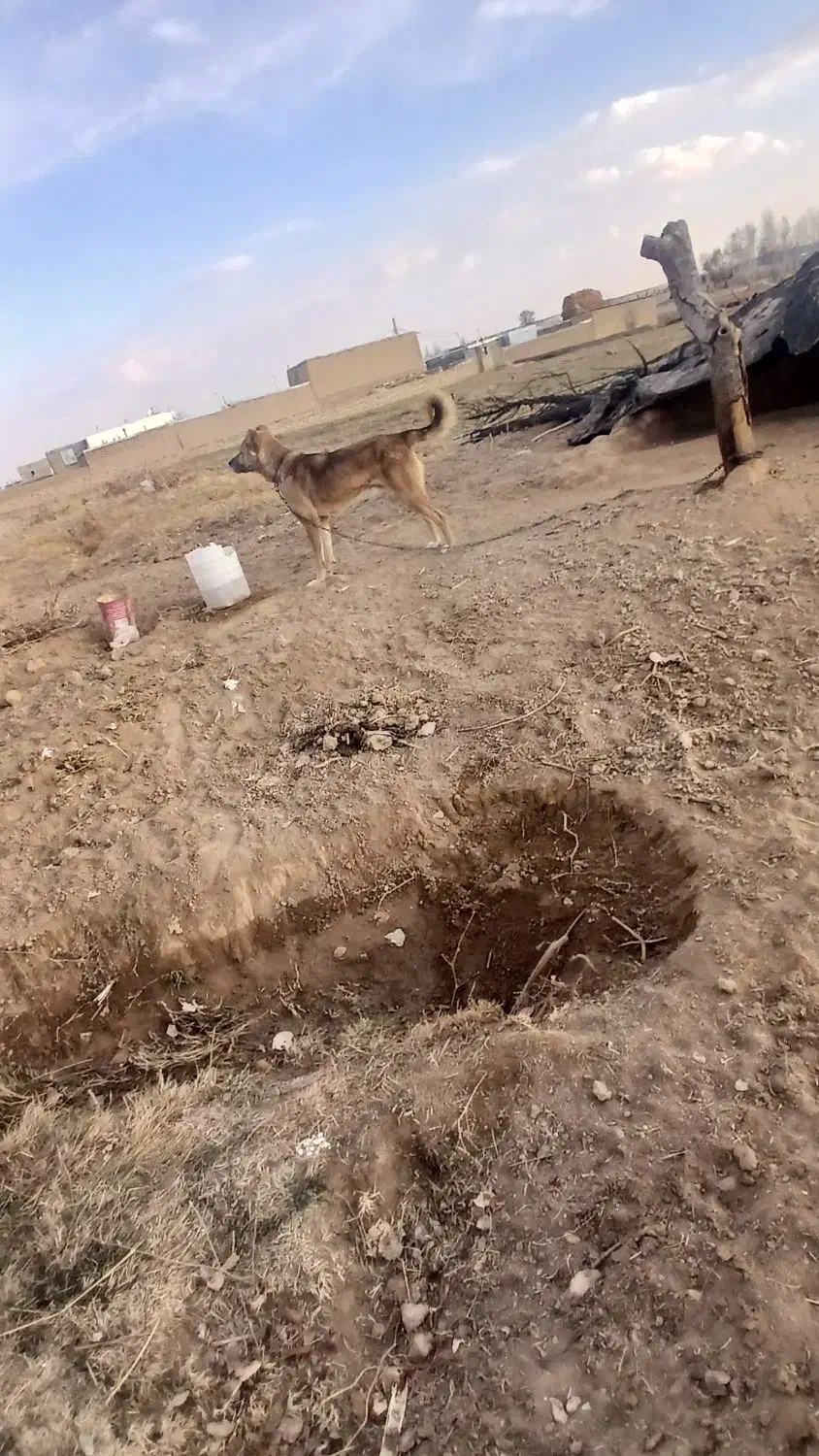 سگ نگهبان و گلع رایگان|سگ|سجاس رود, |دیوار