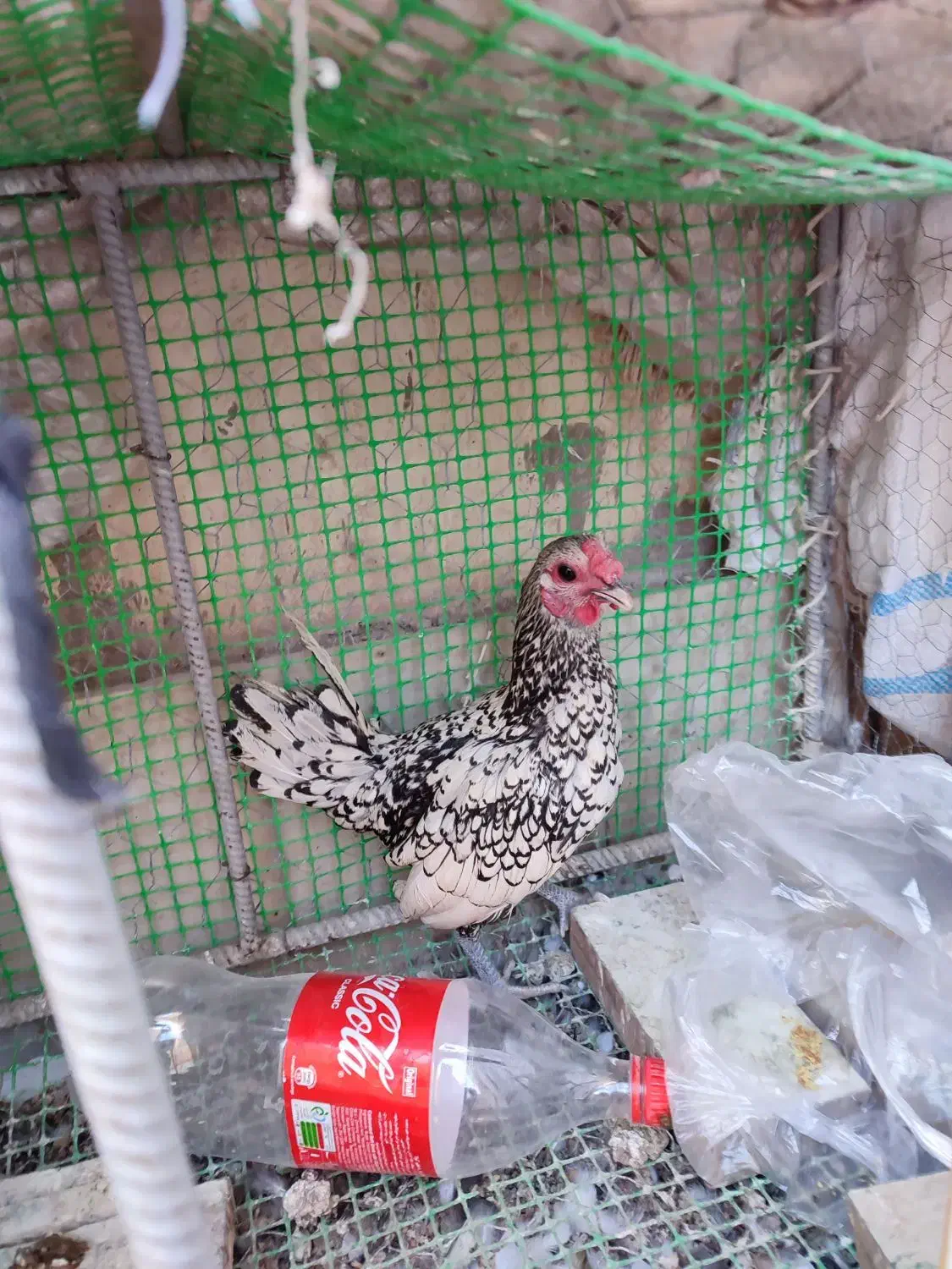 مرغ و خروس نژاد اصیل|حیوانات مزرعه|بیرجند, |دیوار