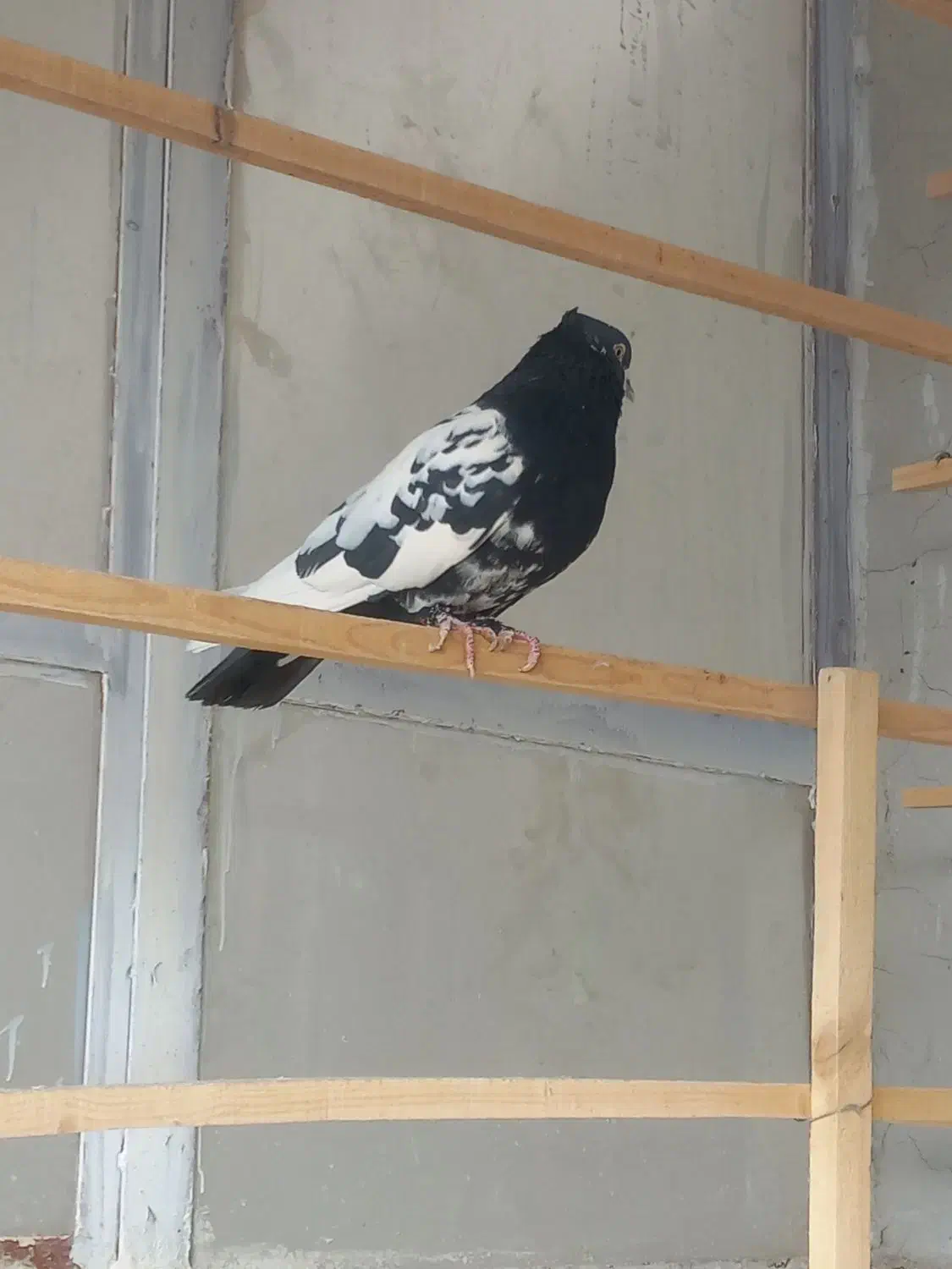 کله دم سیاه|پرنده|فرخشهر, |دیوار