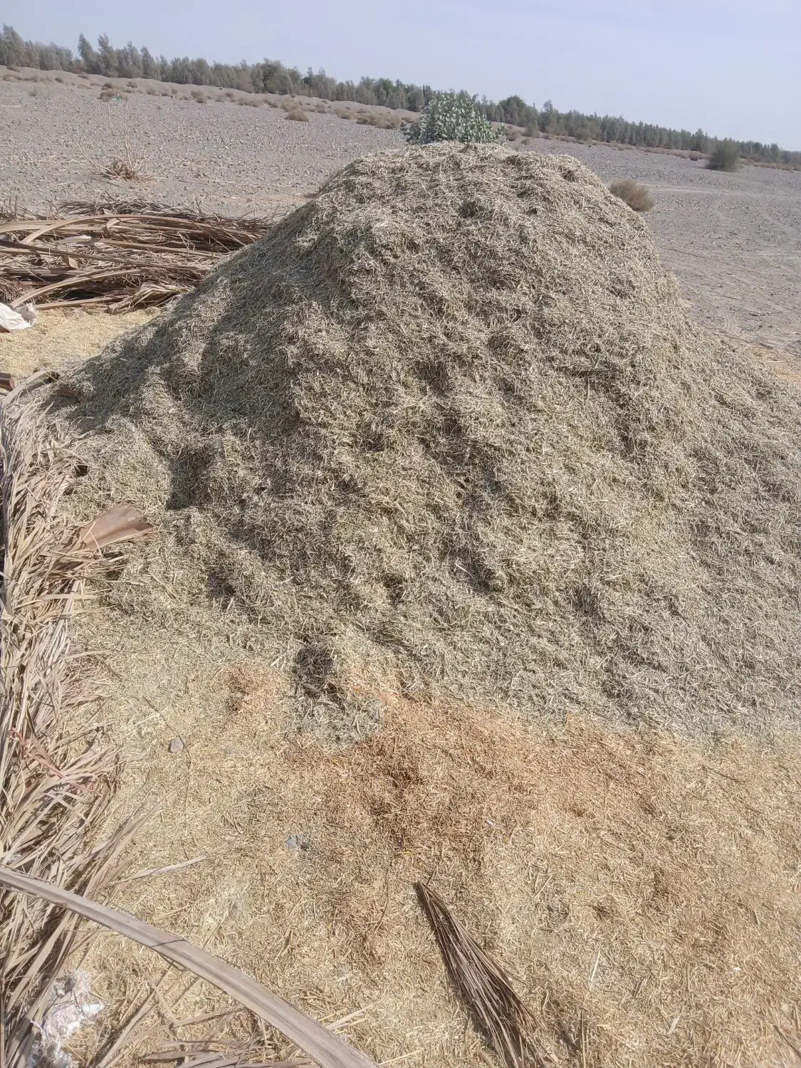 کاه لوبیا|لوازم جانبی حیوانات|کهنوج, |دیوار