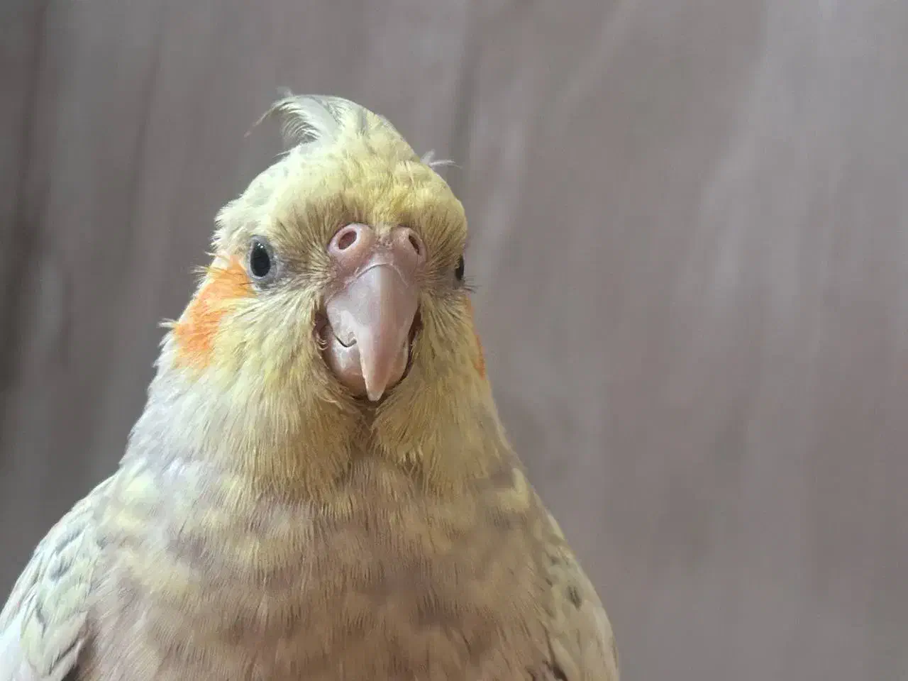 گمشده در محدوده محله c2|پرنده|فولادشهر, C2|دیوار